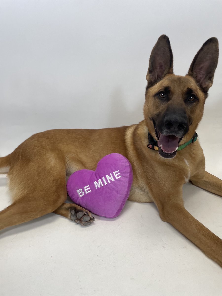 965KOIT's tweet photo. Meet Holmes &amp; Ms. Frizzle from @Haywardanimals #WetNoseWednesday Learn how to adopt them here: https://t.co/uMPcn2npQz https://t.co/fSv9Y6PnJW