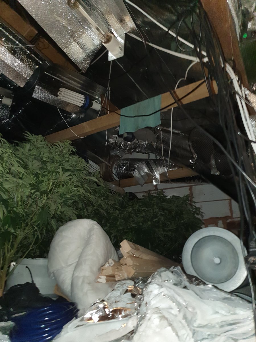 EttingshallWMP's tweet image. Last night we attended concerns of a cannabis grow in #Ettingshall. We seized over 60 plants from the loft! #greatresult @WMPolice