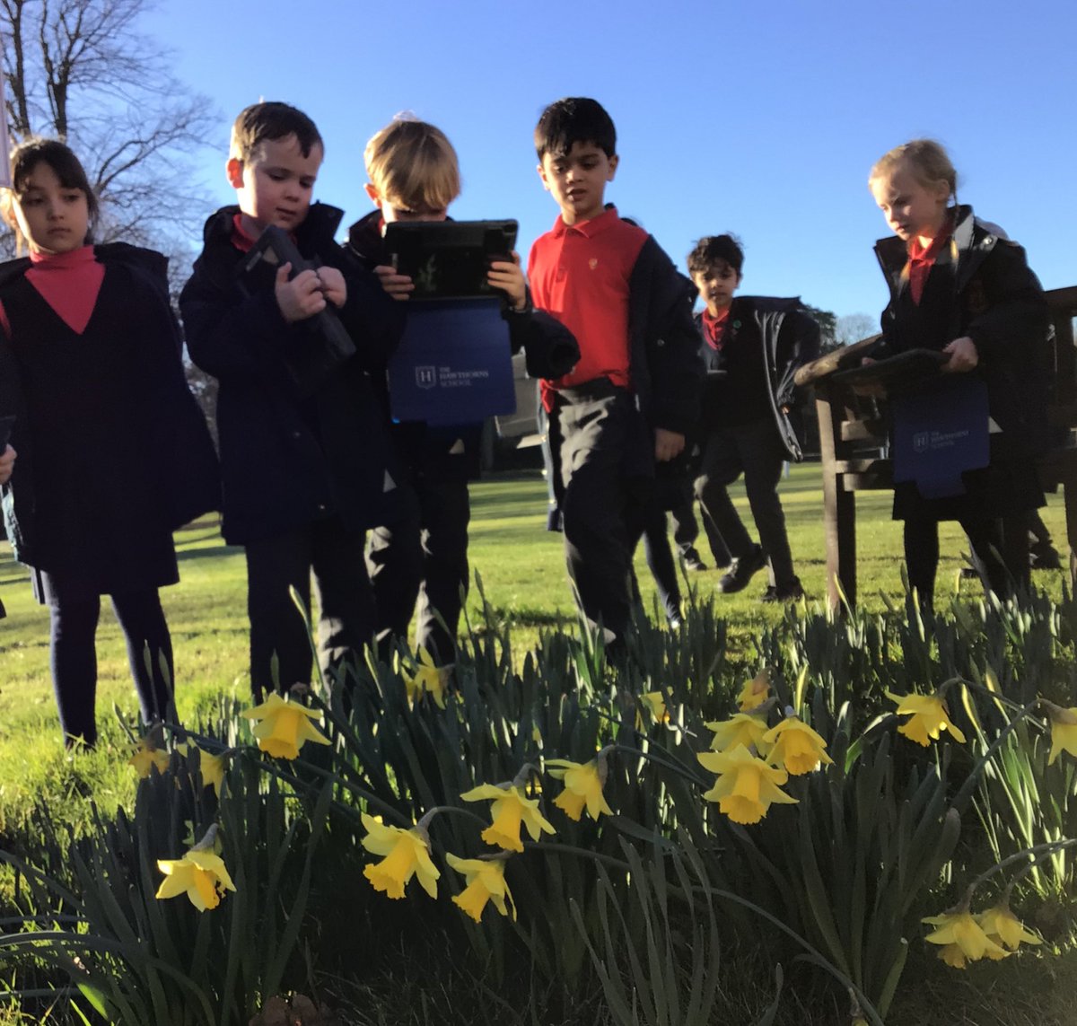 HawthornsLS's tweet photo. This week in Year 1 Science we are learning about plants. We went on a plant hunt around the School and took photos of our favourite plants. @HawthornsSchool https://t.co/CQr0MVQfbO