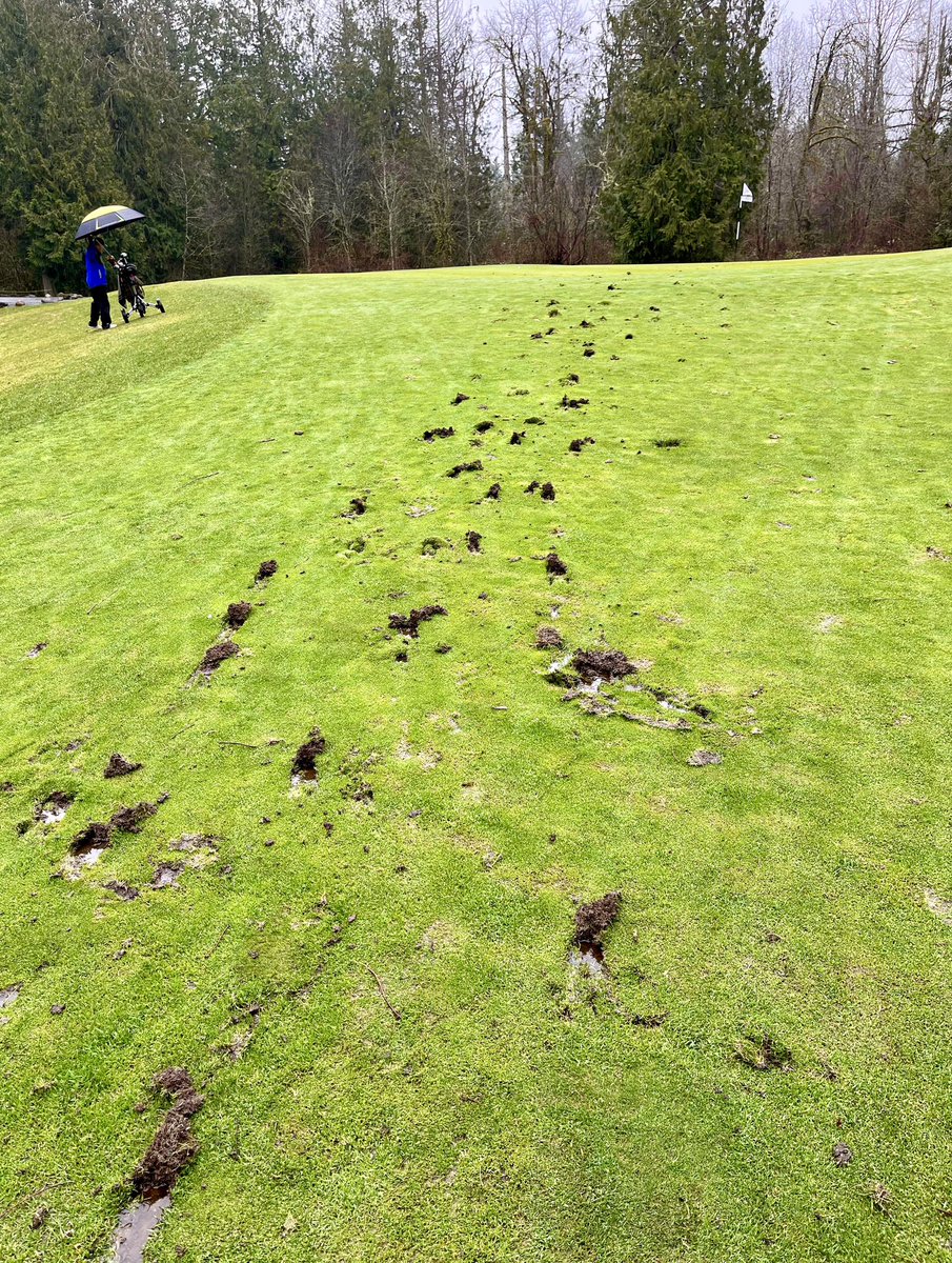 Caddie Network tweet media