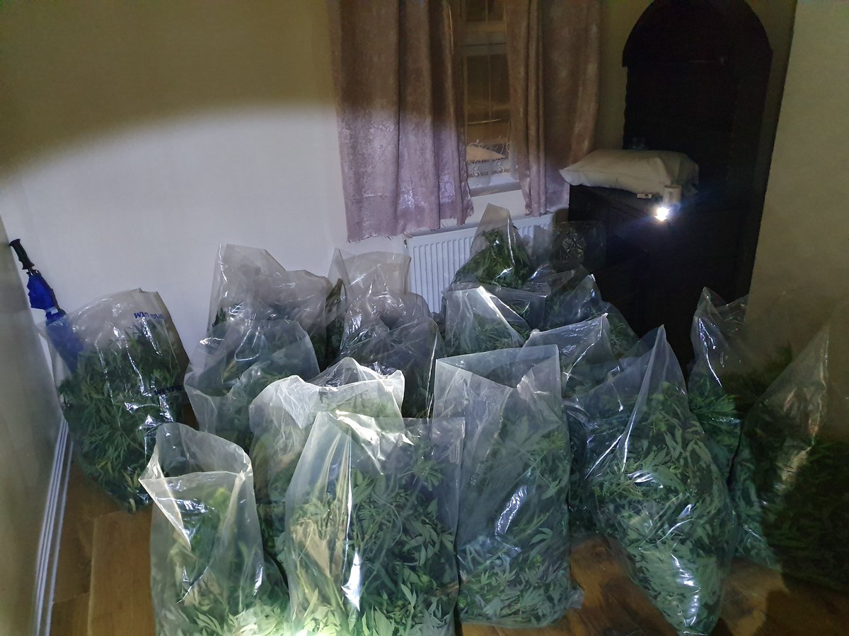 EttingshallWMP's tweet image. Last night we attended concerns of a cannabis grow in #Ettingshall. We seized over 60 plants from the loft! #greatresult @WMPolice