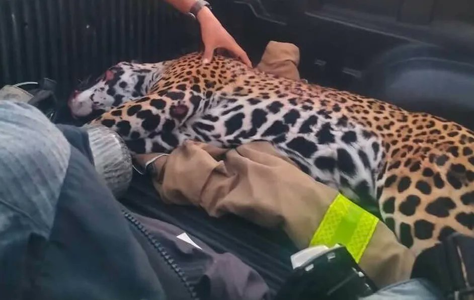 Milenio's tweet photo. Atropellan a jaguar embarazada en #Cancún; madre y cachorro mueren

Faltaban 1 o 2 días para que su cachorro naciera

https://t.co/k4OPKuGpLA https://t.co/nS6tXmIBE5