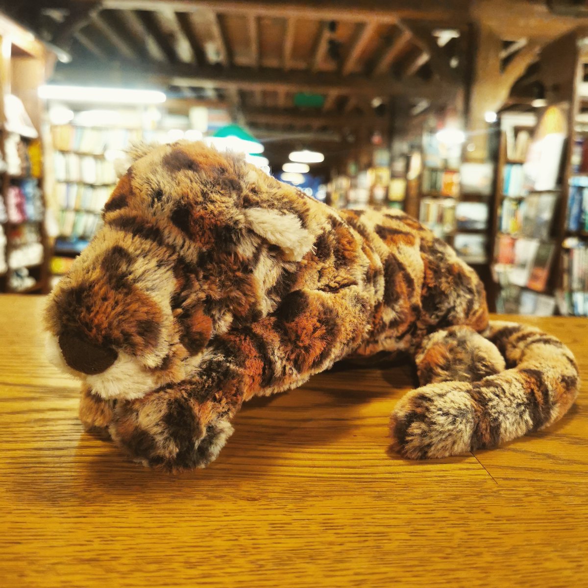 Anyone left this little guy in our bookshop in the last couple of weeks? They've been hiding out next to a big pile of books, but is definitely missing their family now!