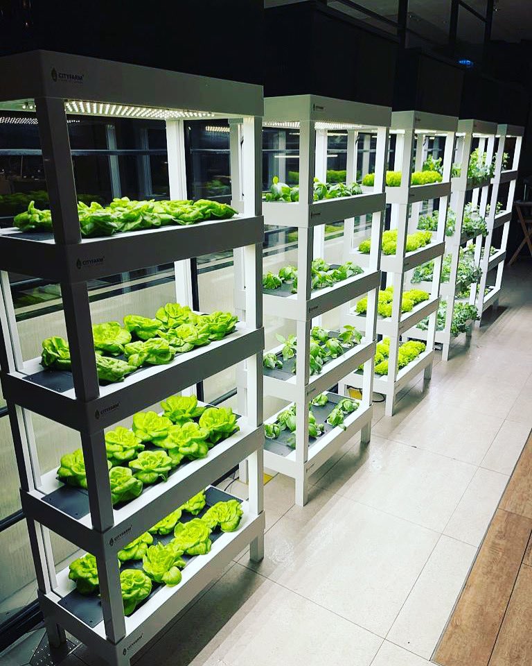 Indoor farming. Autopot. Nuwa Tray. Grow your own healthy food in you house. #freshyieldpvtltd #AdduMeedhoo #GrowwithOoredoo #farming #smartfarming
