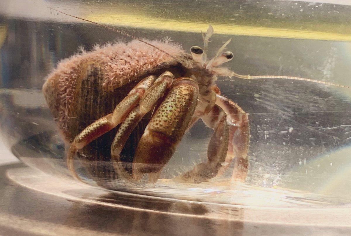GelatinousSting's tweet photo. Excited to talk about my latest PhD project at @EUVENAction seminar! It incorporates so much of what I learned throughout my time @KU_EEB, and helped inspire a few new #ScienceTattoo like this adorable snail fur hydroid covered hermit crab (will share others when healed). https://t.co/Eys38IcOMZ