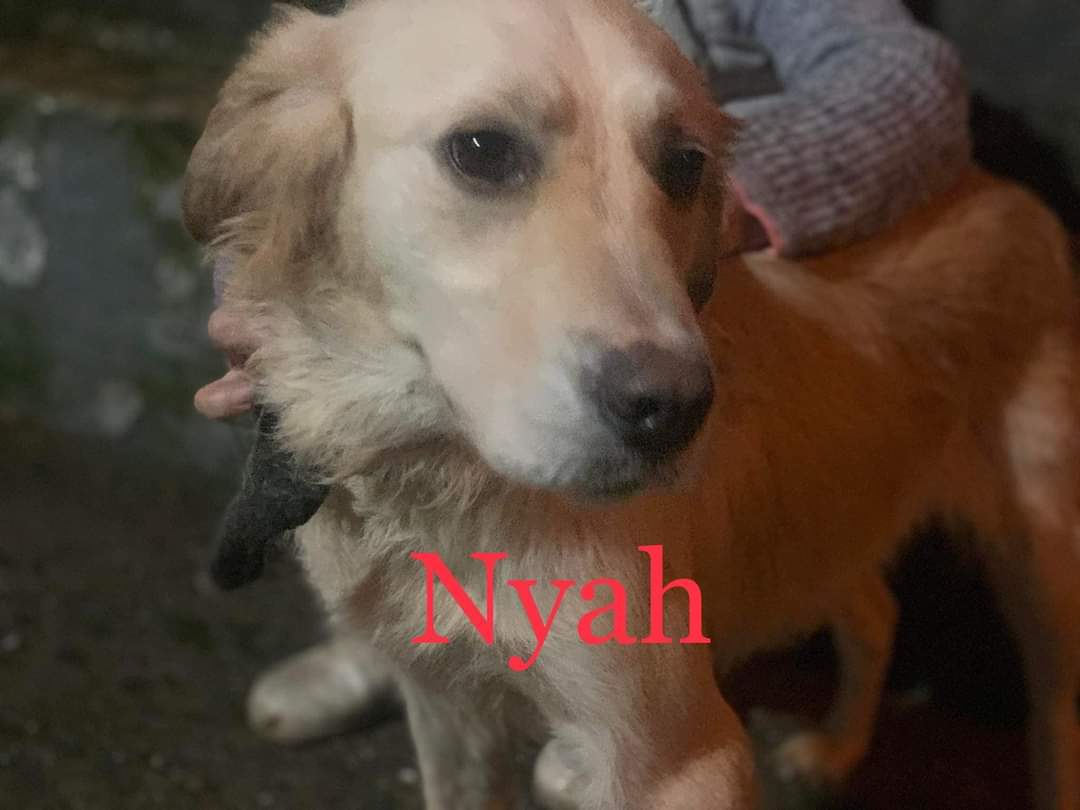 Second Chance Dog Rescue tweet media