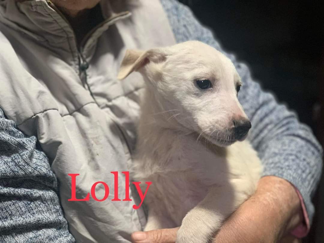 Second Chance Dog Rescue tweet media