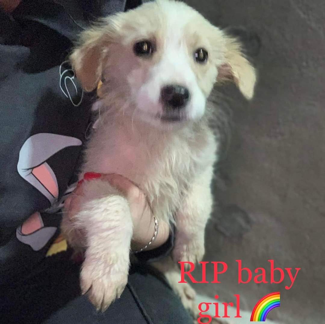 Second Chance Dog Rescue tweet media