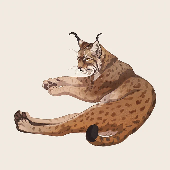 Next #febroary sketch, this time an eurasian lynx! 