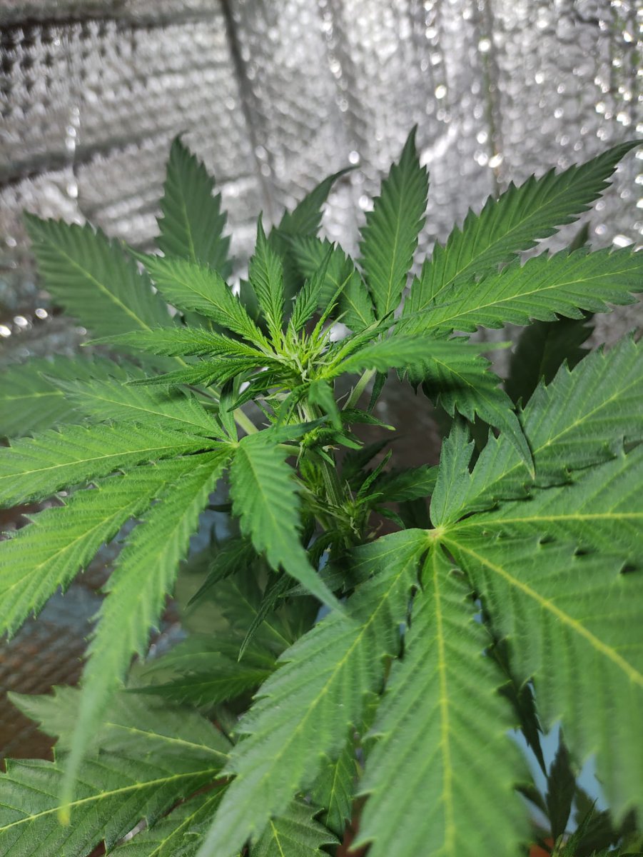 elriquigenetics's tweet photo. Chococookies x @elriquigenetics 🍫🍪

#chocolope #420community #cannabislife #CannabisLegal #CannabisCommunity #elriquigenetics #autofloreciente #automatica #indica  #doblecookies https://t.co/O27TRkQiuA