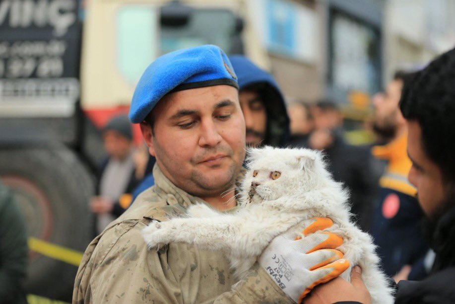 nftbadger on Twitter "Cat saved from ruins after devastating