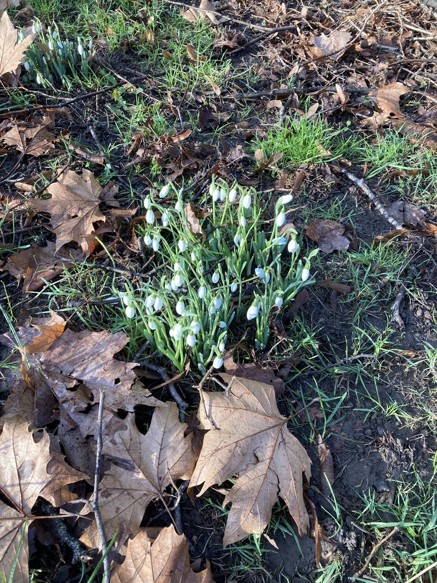 the_polys's tweet photo. Signs of spring appearing - and that means a Spring concert! Save the date - 1st April, All Saints Church, Penarth. More info to follow, tickets on sale soon! https://t.co/c8tHqZQVRB