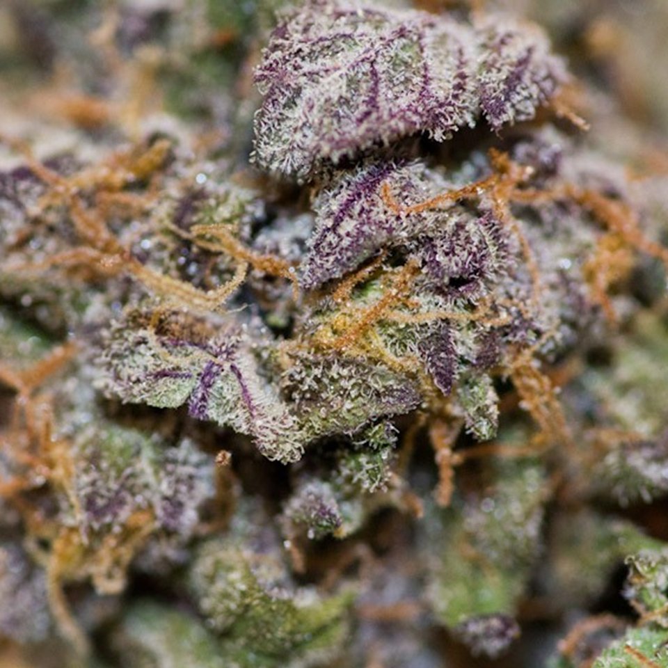 IamLoopySanchez's tweet photo. Our Runtz is an evenly balanced hybrid strain. It brings on a super delicious fruity flavor with tropical citrus and sour berries. The aroma is very similar, although with a sharp spicy pineapple effect that turns slightly pungent as the sticky nugs are broken apart and burned. https://t.co/NBkhDzbQyZ