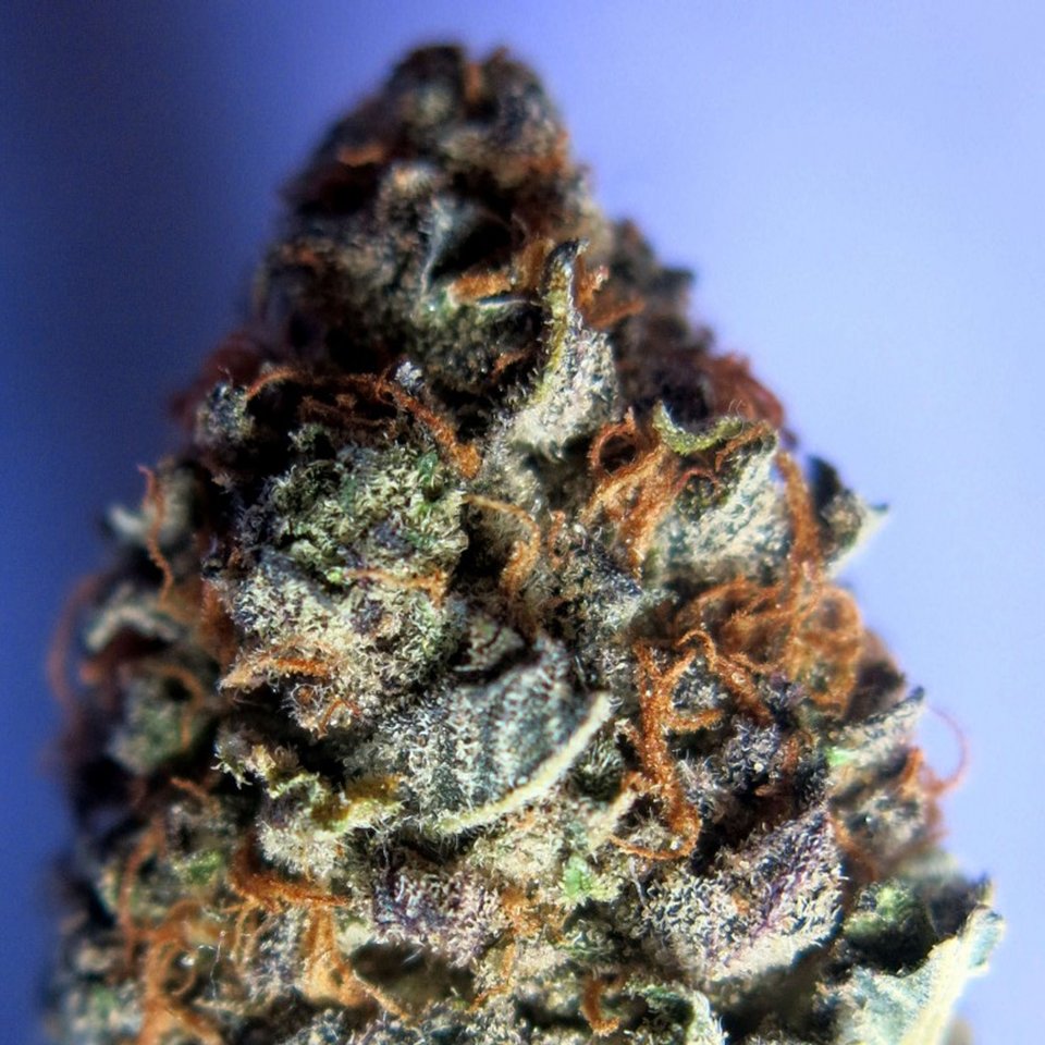 IamLoopySanchez's tweet photo. Our Runtz is an evenly balanced hybrid strain. It brings on a super delicious fruity flavor with tropical citrus and sour berries. The aroma is very similar, although with a sharp spicy pineapple effect that turns slightly pungent as the sticky nugs are broken apart and burned. https://t.co/NBkhDzbQyZ
