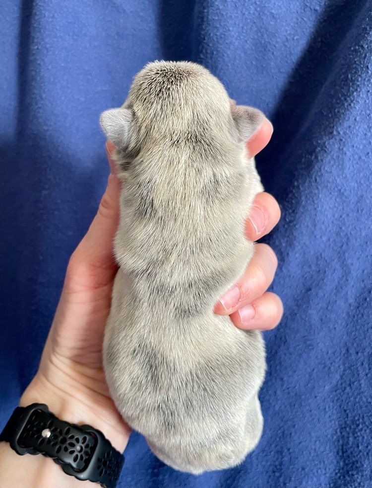 SFfrenchies's tweet photo. Winston and Belle’s pup 🐾❤️… https://t.co/YqaBADxQHO