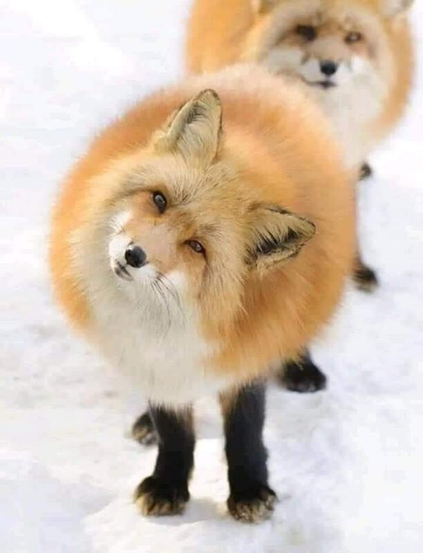 Peek-a-boo I see you! 😂 🦊 🥰 😊

#fox #foxesfamily #animals #wildlife #wild #wildanimals #animal #wildanimallife #pets  #snow #foxes #FoxNews #AnimalLovers  #animallover #wildlifephotography #Wildlifeprotection