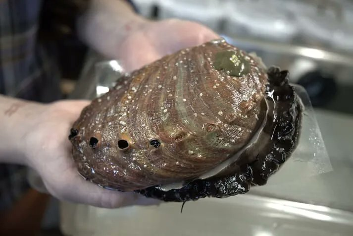 Dr. Sara E Boles (@abalonequeen.bsky.social) (@abalonequeen) on Twitter photo Happy 7th birthday to these red #abalone that I raised during my PhD w/@whitehead_ja. As a postdoc w/ <a href="/JacksonAGross/">Jackson A Gross</a> I am able to maintain the colony of abalone (~400 animals). #MolluscMonday <a href="/bodegamarinelab/">UC Davis Bodega Marine Laboratory</a> <a href="/PTXatUCD/">PTX at UC Davis</a> Happy 7th birthday to these red #abalone that I raised during my PhD w/@whitehead_ja. As a postdoc w/ <a href="/JacksonAGross/">Jackson A Gross</a> I am able to maintain the colony of abalone (~400 animals). #MolluscMonday <a href="/bodegamarinelab/">UC Davis Bodega Marine Laboratory</a> <a href="/PTXatUCD/">PTX at UC Davis</a>