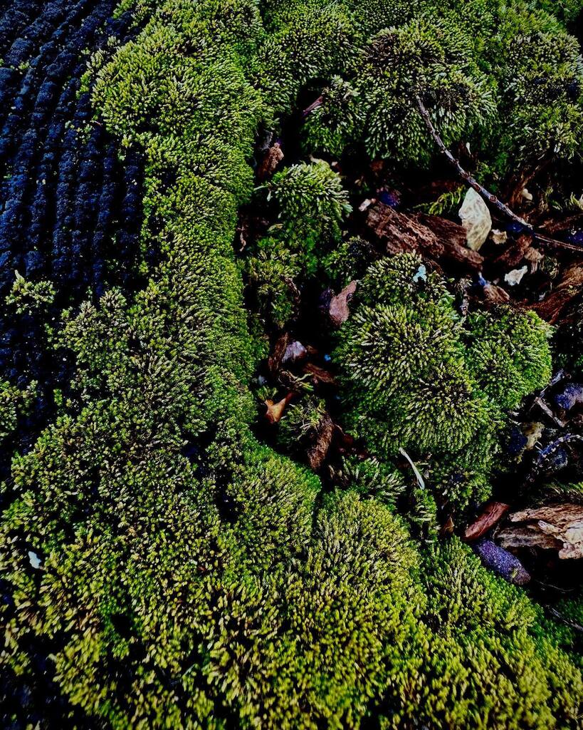Mossy log nature shot. #naturephotography #nature #moss #moodynature #greenmoss instagr.am/p/CoVGbQ0Jpby/