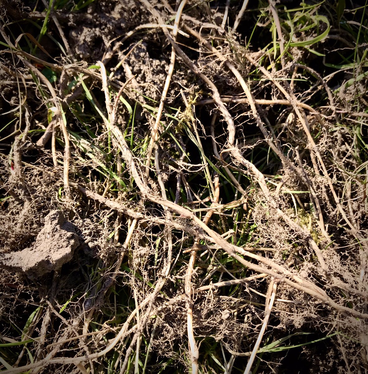 keithtesterliv1's tweet image. A glorious day here at The Devon Patch, Sweetpeas sown and more digging of the flower bed, taking a while due to some Couch grass but getting there! And yes that is an old red phone box behind the shed and is part of our tenancy!#devonpatch #digging #phonebox
