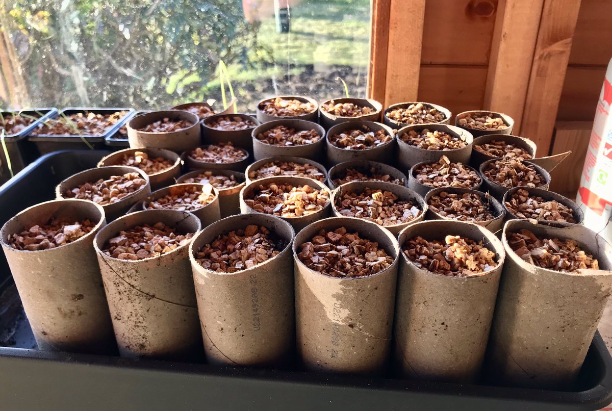 keithtesterliv1's tweet image. A glorious day here at The Devon Patch, Sweetpeas sown and more digging of the flower bed, taking a while due to some Couch grass but getting there! And yes that is an old red phone box behind the shed and is part of our tenancy!#devonpatch #digging #phonebox