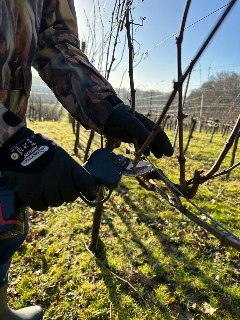 Pruning is well underway here at Bluebell. Our field team have been working hard through rain or shine for the last two months to hopefully move onto Cultivation by the end of March.

#winegb #englishsparklingwine #englishvineyard #vines #englishwines #bluebellvineyard