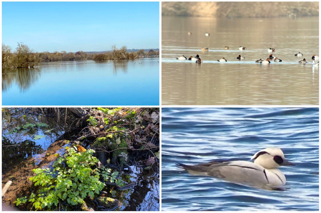 BillyBloodworm's tweet photo. Full wildfowl survey through the Herts/Middx Colne Valley gravel pits today. Birds on the move, with significant totals of 334 Shoveler and 200 Pochard. Also drake Smew, 11 Goldeneye, Goosander. Large Bittercress close to flowering at Stocker’s Lake. https://t.co/yPTFYQNAmg