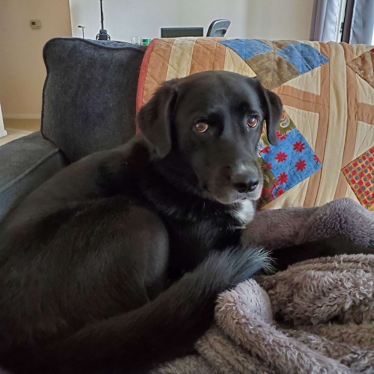 Happy Monday folks. Just a bump that I'm still looking for SOC/Security Analyst roles. Got a couple years of IT experience as a sysadmin, spent the last year basically putting together security policy at my org.

RTs appreciated, have a picture of Percy as payment.