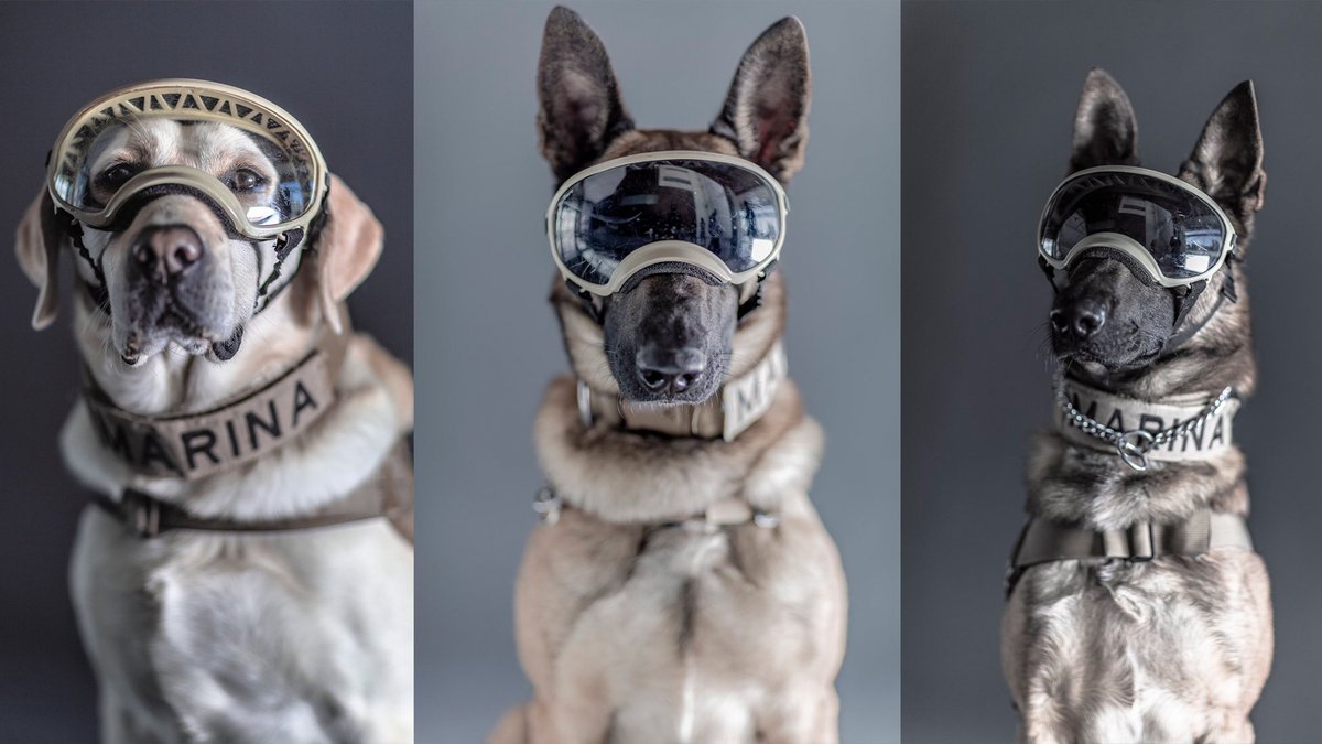 México tenía una gran tradición en el entrenamiento de perros rescatistas.

Esos héroes de cuatro patas que dejaron en nuestros corazones una huella profunda al salvar vidas.

Pero, el Gobierno de López Obrador recortó más de dos millones de pesos en el presupuesto para alimentos