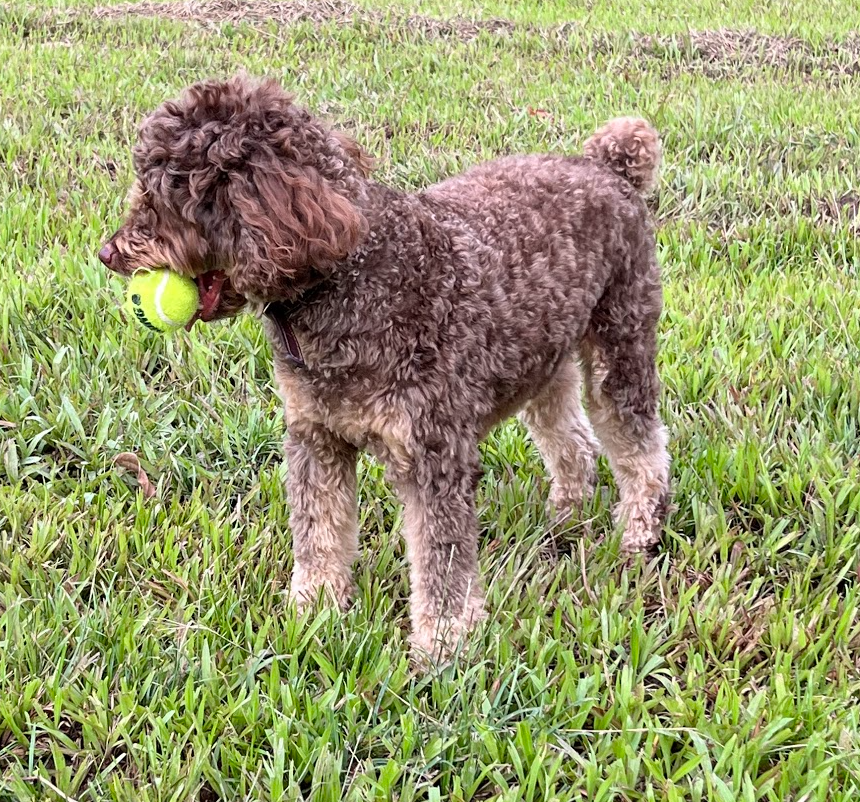 1Leetcode's tweet image. 次
Tree, BT, BST