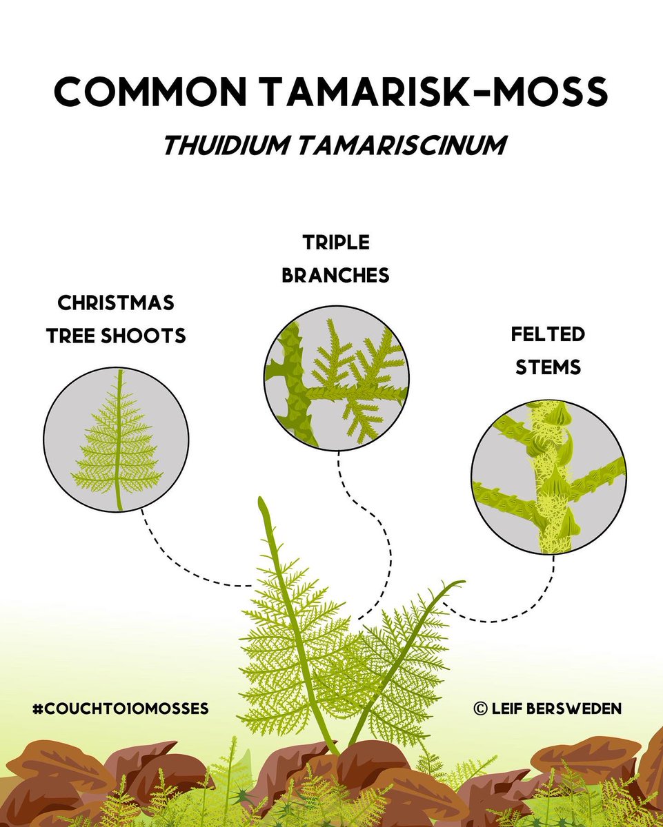 Week 3 of our #CouchTo10Mosses and it’s time to go to the woods! This is Common Tamarisk-moss (Thuidium tamariscinum), one of our most distinctive &amp; *beautiful* species 😍

Read on for three tips to help identify it:

(1/9)