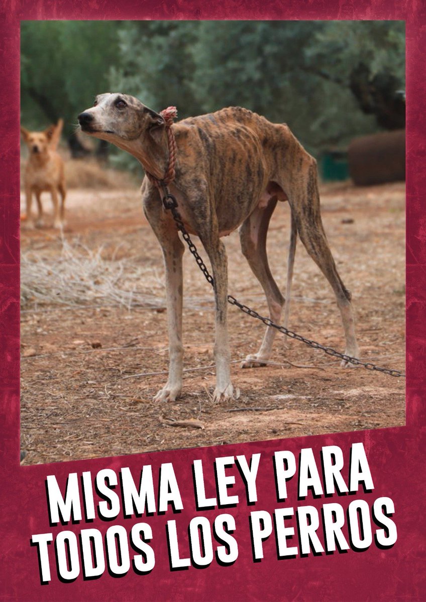 Purogalgo's tweet photo. @sanchezcastejon los perros de cazadores son los más maltratados
Te pedimos que retires la enmienda de la vergüenza. 
@psoe @gpscongreso @desdelamoncloa 
#SanchezConElMaltratoAnimal https://t.co/fDilpDhJ1d