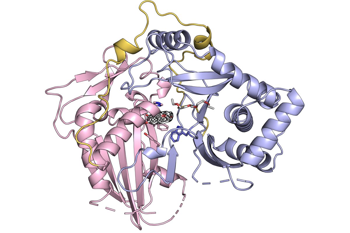 Whitehead Institute (@whiteheadinst) on Twitter photo COSY is an enzyme that plants use to make agriculturally and medicinally important molecules, called coumarins. But how does it work? Graduate student <a href="/cyhkim/">Colin Y. Kim</a> in the Weng lab solved this plant chemistry puzzle after scouring old research papers for clues: wi.mit.edu/news/tracing-p… COSY is an enzyme that plants use to make agriculturally and medicinally important molecules, called coumarins. But how does it work? Graduate student <a href="/cyhkim/">Colin Y. Kim</a> in the Weng lab solved this plant chemistry puzzle after scouring old research papers for clues: wi.mit.edu/news/tracing-p…