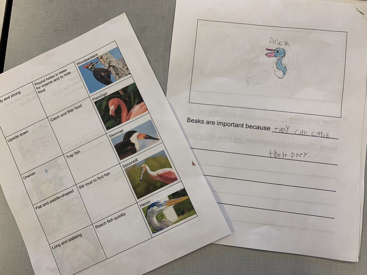 brittBell04's tweet photo. Scaffolded writing & student copies of the anchor chart! π€© Iβm so proud of the growth this determined teacher has made with her students. π #MLElevelup @MLEmustangs @JcpsElemEla https://t.co/RXnKhM1edL
