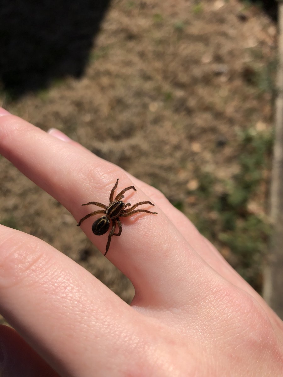 killer fish on Twitter "spider warning wolf spider )"