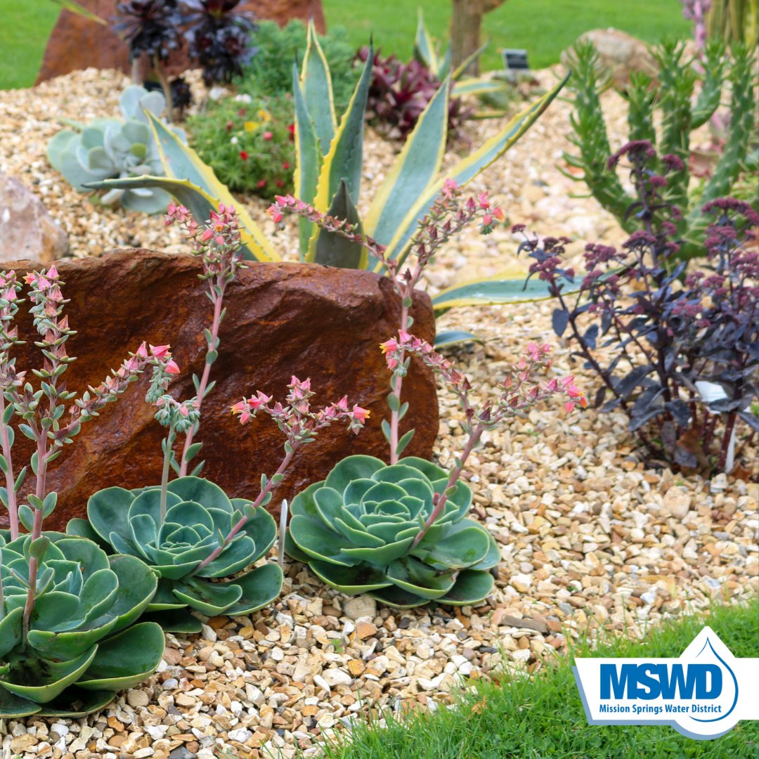 Trying to create a more beautiful and water-efficient landscape? Sign up for our Master Gardner Workshop!  Visit MSWD.org/landscapeworks… to learn more and sign up!
#MSWD #Gardner #SaveWater #LandscapeLearning