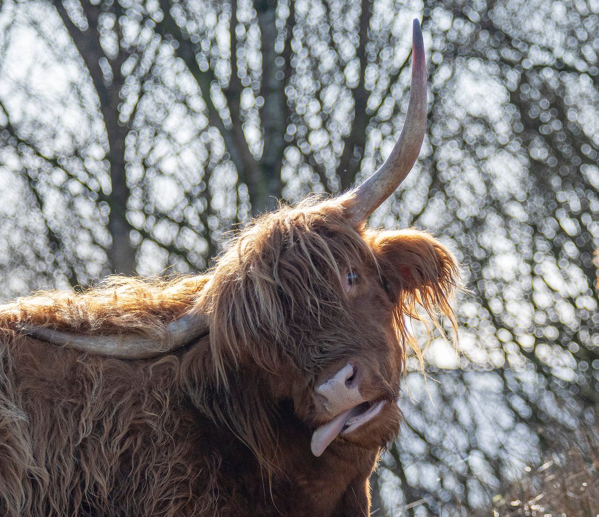LickyCowGallery's tweet photo. Loving the expression!! #highlandcattle #cattleofinstagram #highlandcows #peakdistrict #baslowedge #animalphotography #animalart #cows #cowlickingnose # https://t.co/8AorrxdbZT