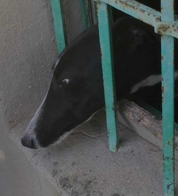 Encerrados en zulos, sin luz, sin higiene, poca comida, escasez de agua. Estos son los perros de los cazadores <a href="/sanchezcastejon/">Pedro Sánchez</a> <a href="/psoe/">PSOE</a> <a href="/gpscongreso/">PSOE Congreso</a> <a href="/desdelamoncloa/">La Moncloa</a>

#SanchezConElMaltratoAnimal