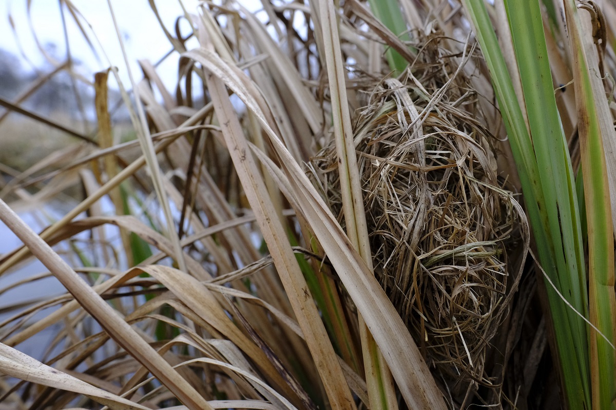 Aan de rand van een stroompje in de Kerkhorsten bij Oosterhesselen ontwaar ik een nest van een dwergmuis, verstopt tussen  de bladeren van moeraszegge, altijd weer leuk! @Natuurmonument <a href="/Zoogdierverenig/">Zoogdiervereniging</a> @markodraisma <a href="/bluetittit/">青雀</a> <a href="/N2000drenthe/">Natura 2000 Drenthe</a>