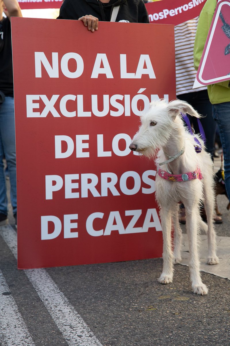 Es hora ya de escuchar a la sociedad que para eso representan ,sean justos, fuera la enmienda ya
 #SanchezConElMaltratoAnimal <a href="/sanchezcastejon/">Pedro Sánchez</a> @psoe <a href="/gpscongreso/">PSOE Congreso</a> <a href="/desdelamoncloa/">La Moncloa</a>

Rt <a href="/NahiaLaiz/">Nahia Laiz</a>
@brunaHusky
<a href="/lluvia_rojo/">Lluvia Rojo</a>