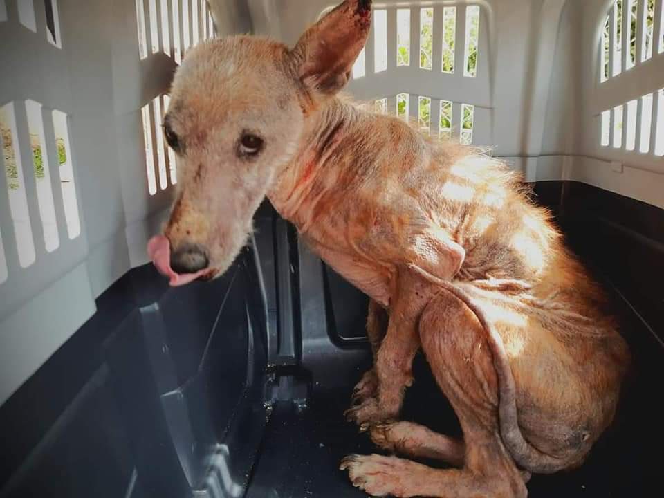 _CarmenPatricia's tweet photo. Si votas junto a Pp y vox por dejar desprotegidos a los perros de los cazadores, qué estas haciendo?
Ponerte del lado de quienes maltratan a los animales. Es lo que ha hecho Pedro Sánchez. Se lo vamos a recordar día si y día también.
 #SanchezConElMaltratoAnimal @sanchezcastejon https://t.co/U366PyMhVz