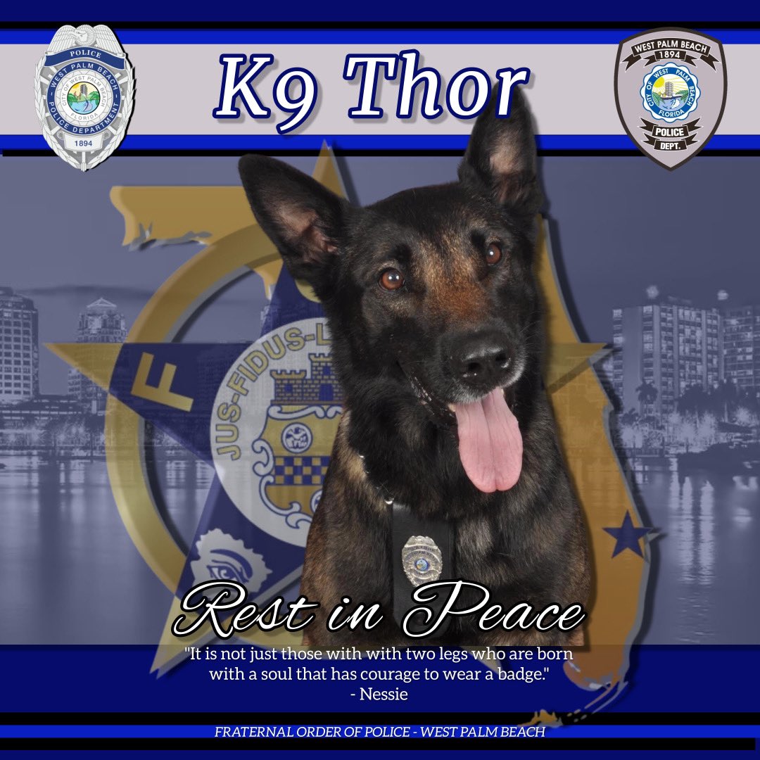 fopwpb's tweet photo. We would like to express our deepest condolences after the passing of retired K9 Thor. Thor served from 2012 until 2021 and was the partner of our VP, Jim Sniffen. Thank you for your service. #k9 #wpbfopstrong #wpbpolice #westpalmbeach #westpalmbeachpolice https://t.co/JrWWvveBmD