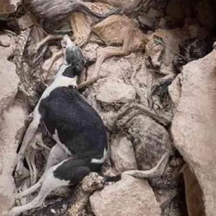 almanimal2019's tweet photo. #SanchezConElMaltratoAnimal
@sanchezcastejon 
@PSOE 
@gpscongreso 
@desdelamoncloa 
Si no retirais la enmienda de la vergüenza lo pagaréis en las urnas https://t.co/rxIgK42w8z