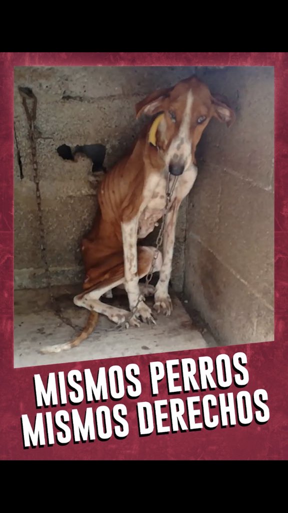 lourdes56121094's tweet photo. #SanchezConElMaltratoAnimal

@sanchezcastejon 
@PSOE
@gpscongreso 
@desdelamoncloa Sánchez retira la enmienda https://t.co/xCNZqeOSqQ