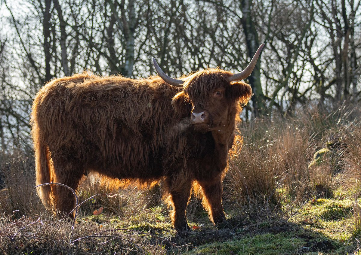 LickyCowGallery's tweet photo. Baslow Edge in the sunshine this afternoon #highlandcattle #cattleofinstagram #highlandcows #peakdistrict #baslowedge #animalphotography #animalart #cows #cowlickingnose # https://t.co/skxmBI0ifG