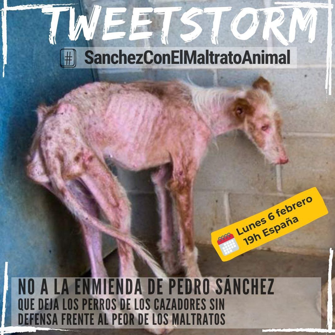 ¿Perros de caSa vs Perros de caZa? Todos los perros son iguales y merecen la misma protección. 
Fácil de entender, excepto para <a href="/sanchezcastejon/">Pedro Sánchez</a> y <a href="/PSOE/">PSOE</a>. No hay opción. #MismosPerrosMismaLey #SanchezConElMaltratoAnimal