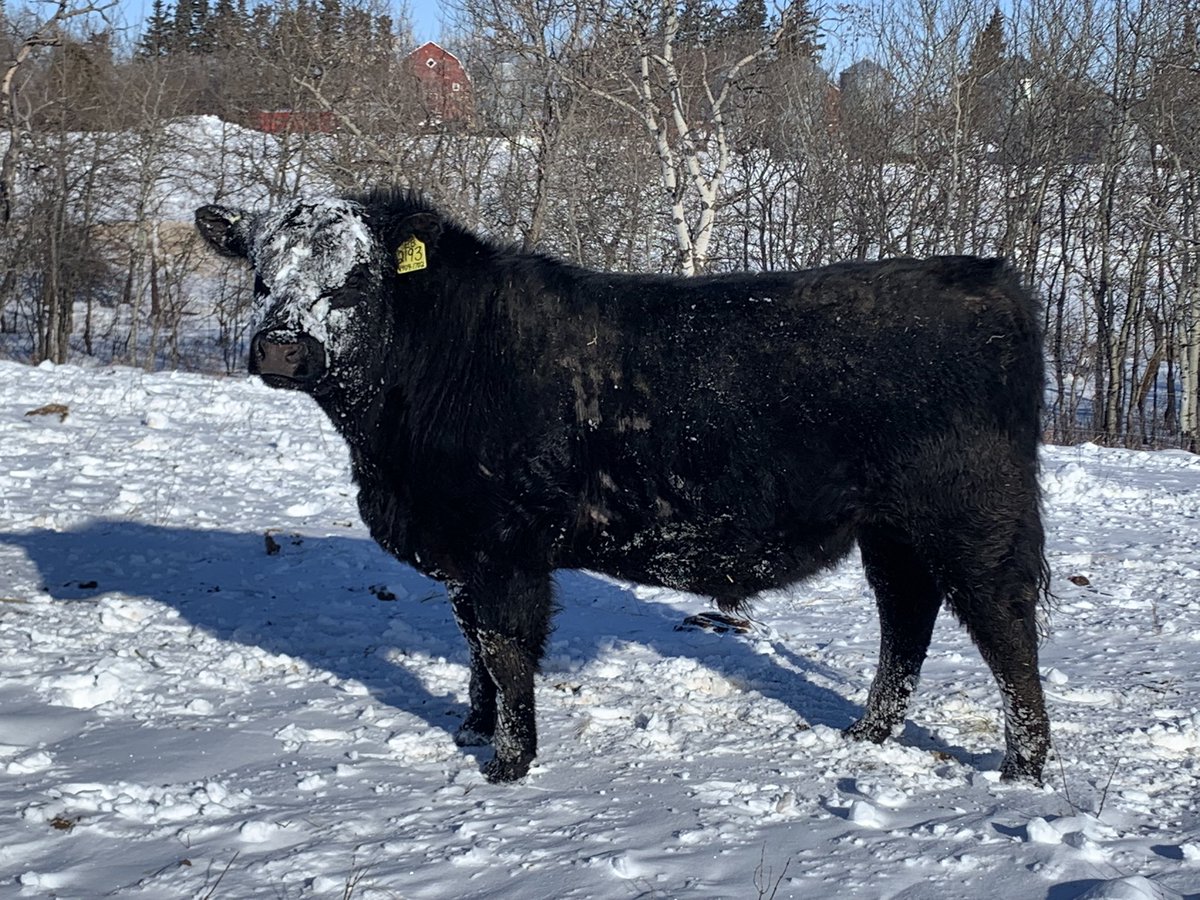 gbtangus's tweet photo. Well I guess that’s better than a $h1t head🤷♂️. Warm weather=raging hormones. #bulls #canadiancattle #winter https://t.co/XVYDgNHo26