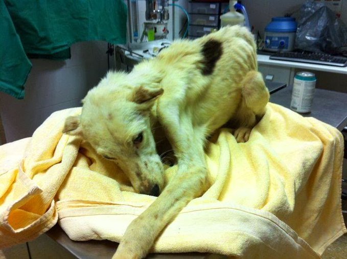 "Los cazadores no somos maltratadores" 
Les contesto 
Mirad a este perro 
Ha corrido persiguiendo a animales tiene lesiones 
Le han herido animales silvestres toda su vida 
Esto es maltrato normalizado 
Esto es la caza 
Hazlo viral 
#SanchezConElMaltratoAnimal
<a href="/sanchezcastejon/">Pedro Sánchez</a>