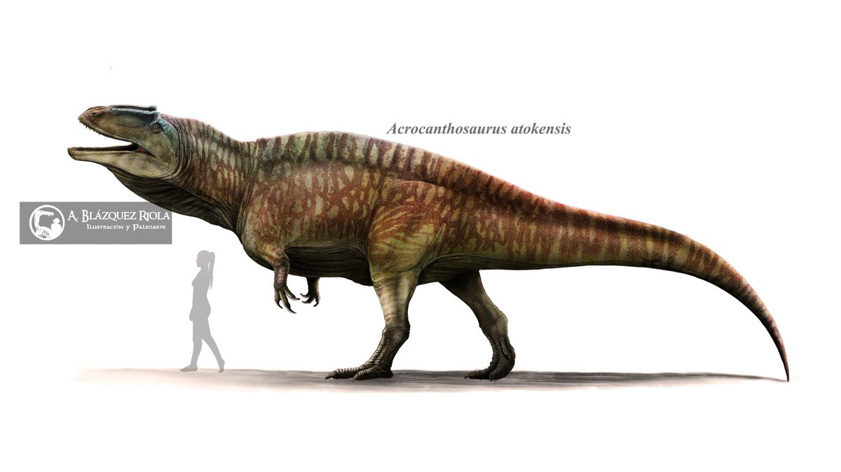 Acrocanthosaurus atokensis 🦖

#paleoart #paleoillustration #Dinosaurs #Acrocanthosaurus  #DinosaurDay