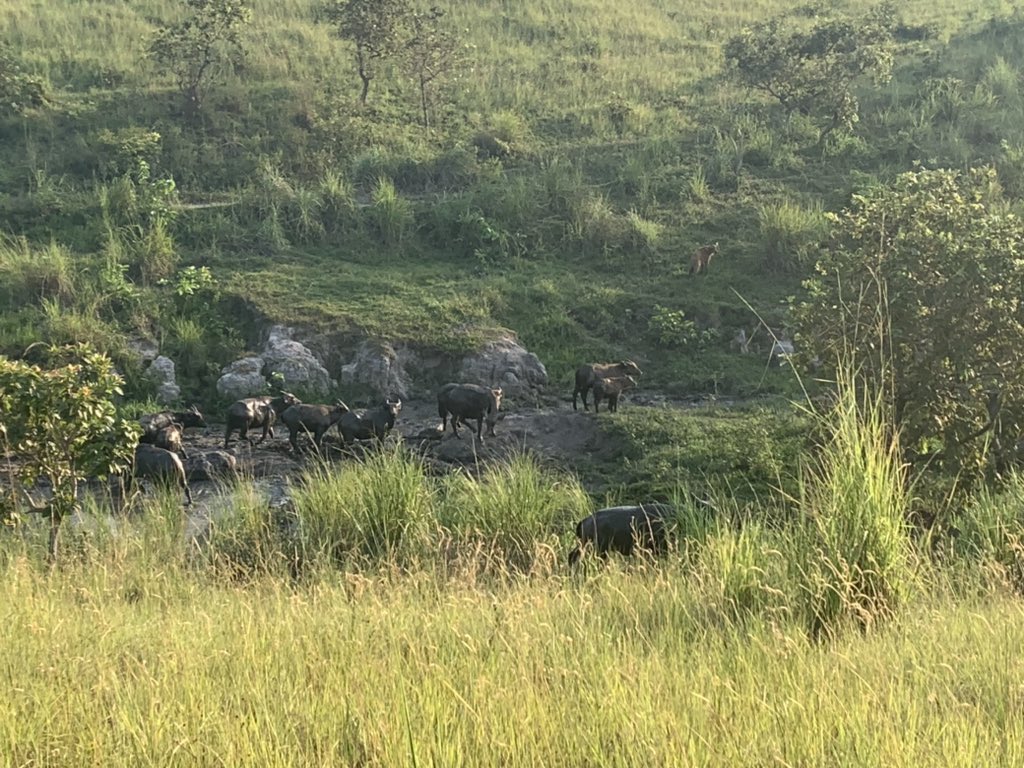 ChrisDennysUK's tweet image. Taking the slow road back to Yaoundé we took the opportunity to visit La Lopé to see the work of Dr Kate Abernethy and @StirBES and meet the latest a group of researchers #ukscience