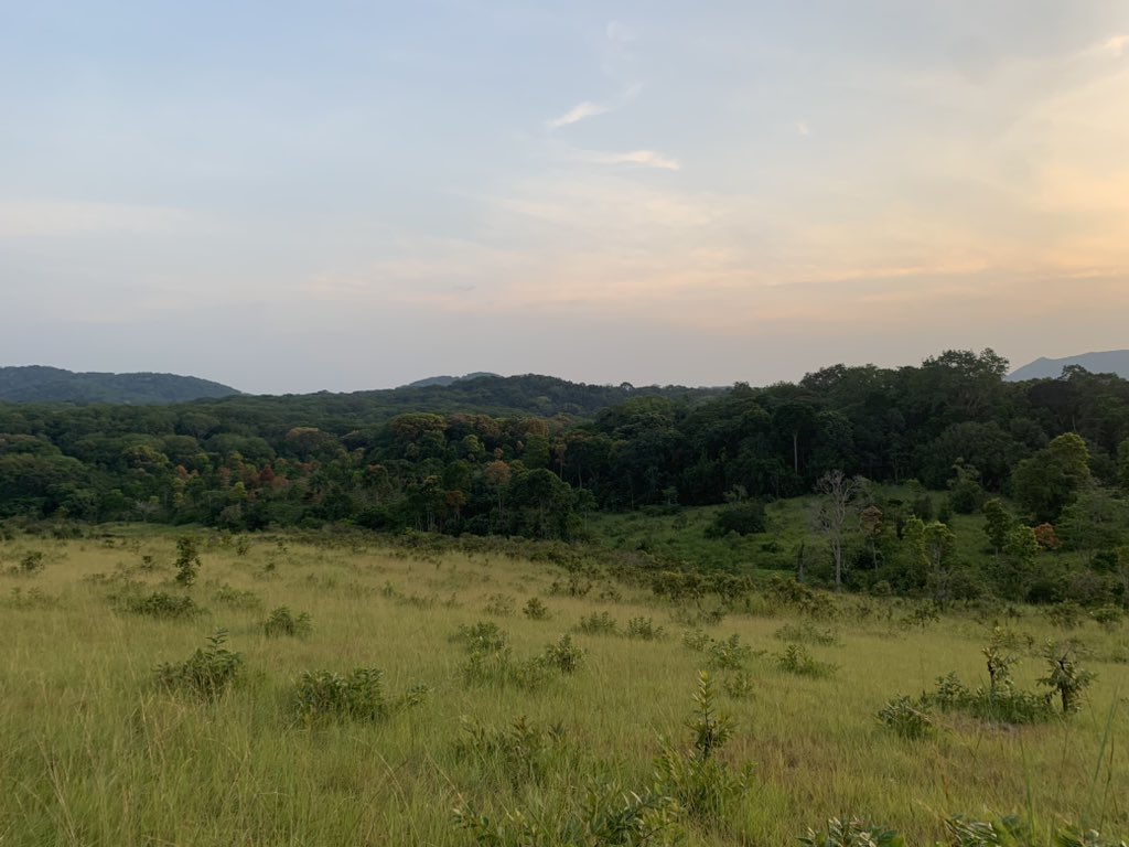 ChrisDennysUK's tweet image. Taking the slow road back to Yaoundé we took the opportunity to visit La Lopé to see the work of Dr Kate Abernethy and @StirBES and meet the latest a group of researchers #ukscience